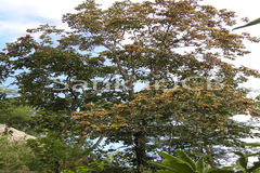 Terminalia paniculata